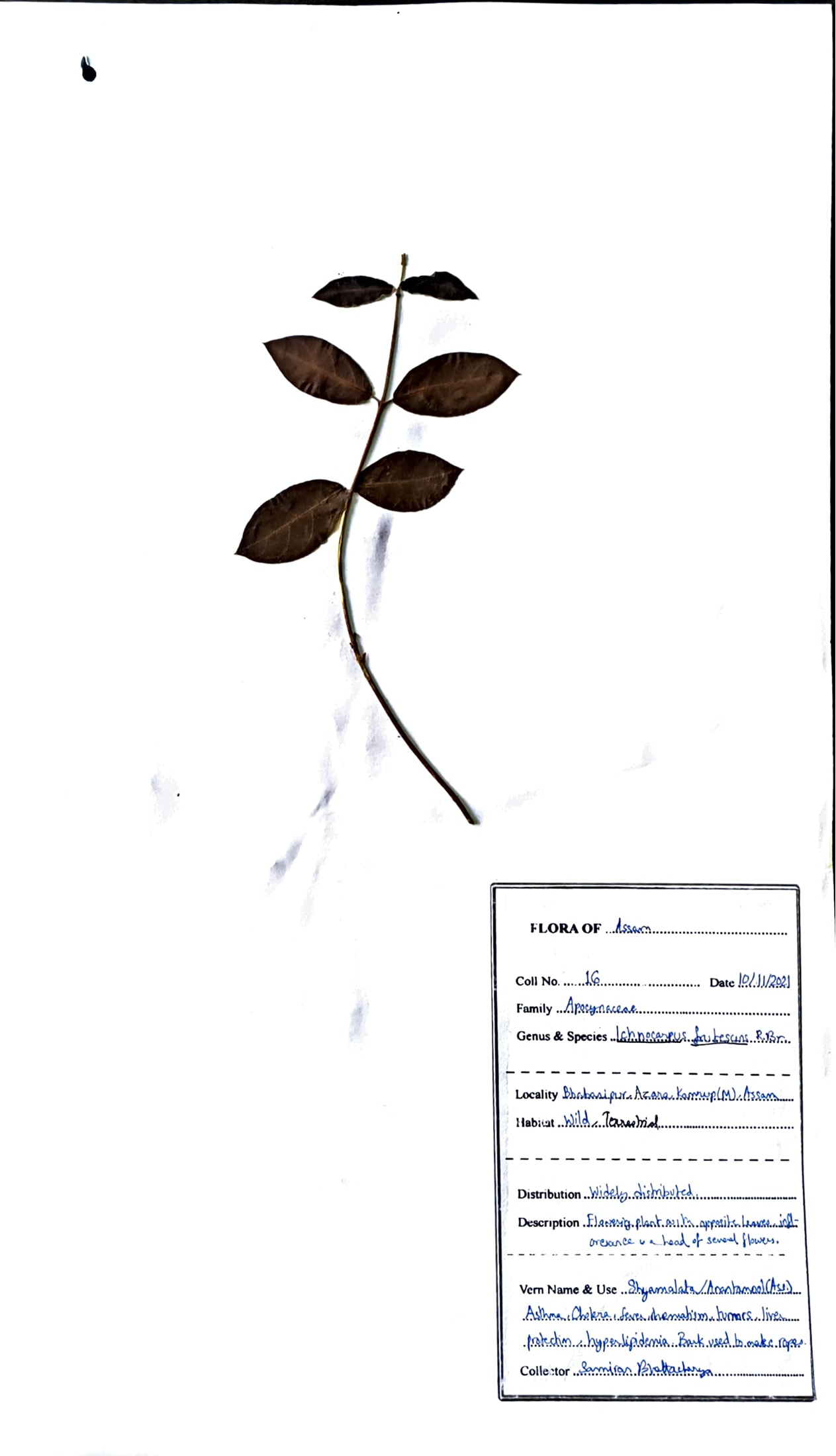 Kala anantamula (Ass.) (Herbarium)